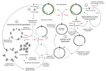 geminivirus rolling circle&nbsp;replication