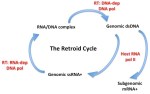 retroid cycle