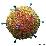 VIRUS-Adenovirus-150