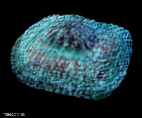 Variola virus, the agent of smallpox.  Image courtesy Russell Kightley Media.