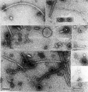 virus-like particles in plant extracts