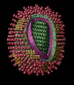 Influenza virus