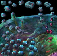 Smallpox virus replication cycle.  Russell Kightley Media