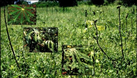 Cassava affected by a recombinant African cassava mosaic virus in western Kenya, 1997