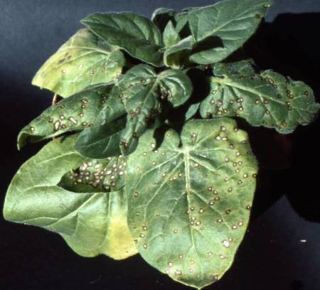 TMV-induced local lesions in N. tabacum cv. glutinosa