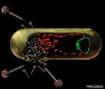 VIRUS-phage-cycle-200