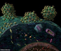 HIV life cycle - Russell Kightley Media