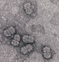 Maize streak virus: photo from 1978