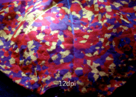 Expression mosaic in N benthamiana leaf infiltrated with different TMV-based vector constructs