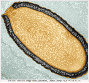 "Pithovirus sibericum", from Jean-Michel Claverie and Chantal Abergel
