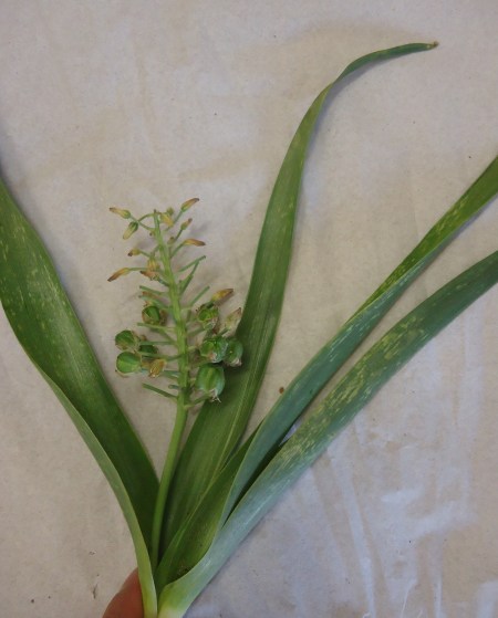 diseased albuca