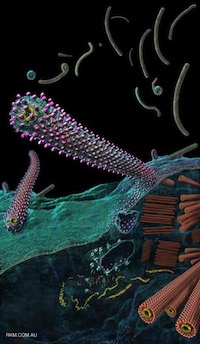 Ebola virus budding from an infected cell. Courtesy of Russell Kightley Media