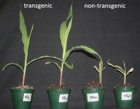 Rybicki_biosci_june_2013_ppt
