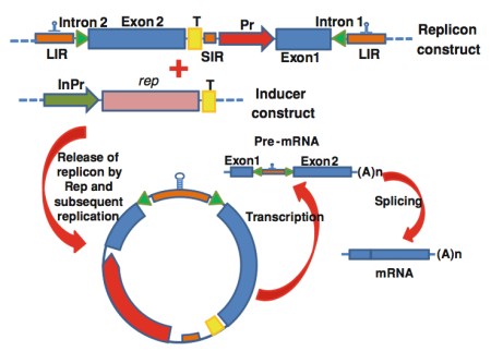 ssDNA_vector_Chapter_Rybicki__page_19_of_27_