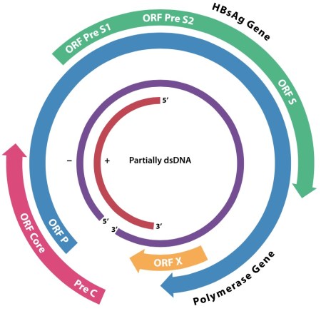 The HBV genome. "HBV Genome" by T4taylor - Own work based on File:HBV_genome.png. Licensed under CC BY-SA 3.0 via Wikimedia Commons - http://commons.wikimedia.org/wiki/File:HBV_Genome.svg#/media/File:HBV_Genome.svg