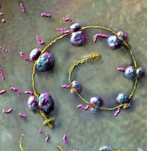 Ribosomes translating protein from a messenger RNA molecule