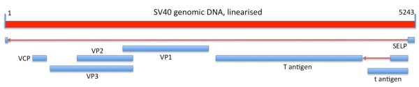 Linear depiction of the circular SV40 genome and its protein coding capacity. Regions of RNA spliced out of of transcribed genomic sequence, and the direction of transcription, are shown as red arrows. Genes shown are those depicted in the current Genbank sequence entry.