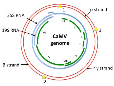 Diagram showing a depiction of the CaMV genome in red, with single-strand discontinuities shown as yellow triangles. mRNA species are shown in blue: the 35S RNA is longer-than-genome-length, with a ~200 bp repeat at the 5’ and 3’ ends. ORFs as presently known are shown in green. Redrawn from Figure 8.1 of REF Mathews’ “Plant Virology”, 3rd edition.