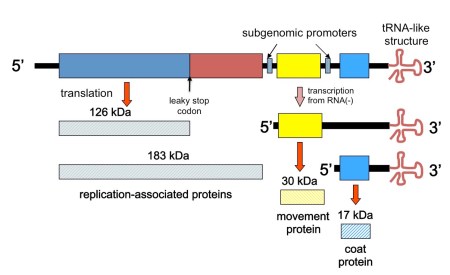 Depiction of the TMV genome and transcription and translation strategy