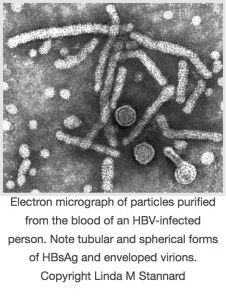 hbv particles