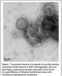 Rybicki_plant-made_vaccines_2014_pdf__page_7_of_20_